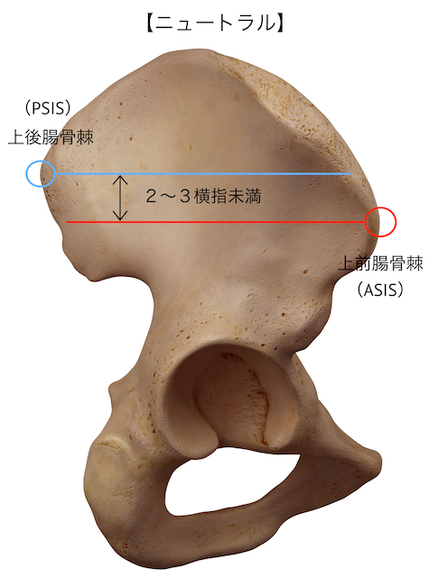 文京区関口にある加圧 パーソナルトレーニングジム Focus 骨盤の傾き 解剖学